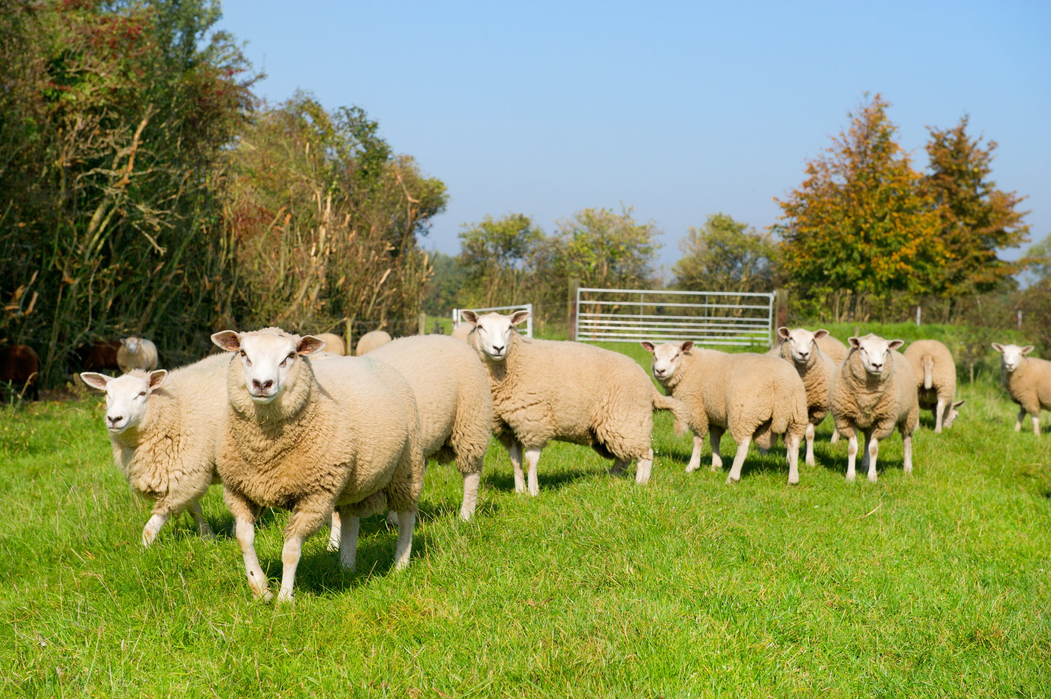 Cattle Sheep in the Grass